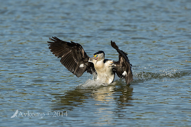 pied cormorant 13940