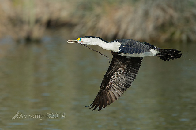 pied cormorant 13952