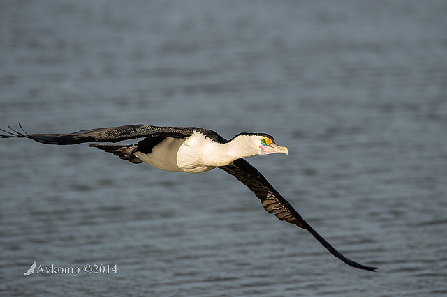 pied cormorant 13960