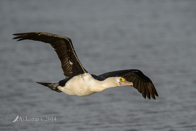 pied cormorant 13961