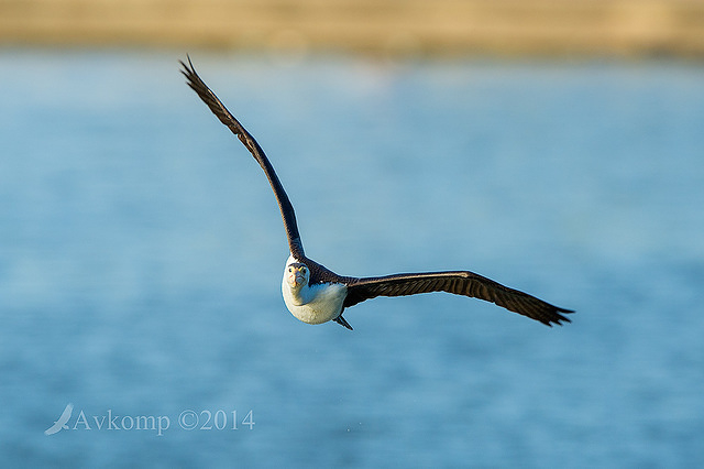 pied cormorant 13971