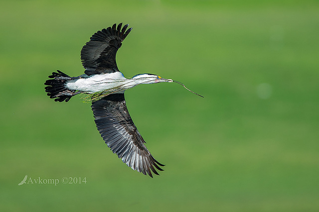 pied cormorant 14291