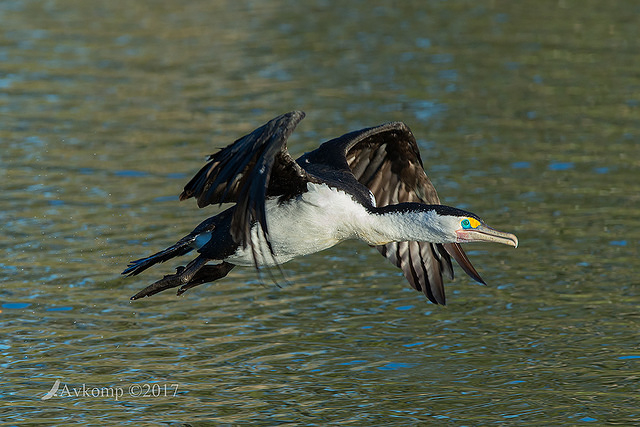 pied cormorant 14725