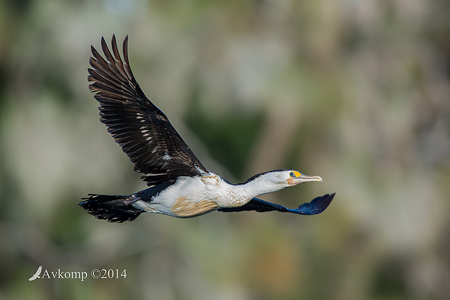 pied cormorant 14966