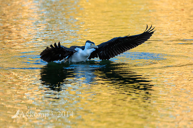 pied cormorant 15289