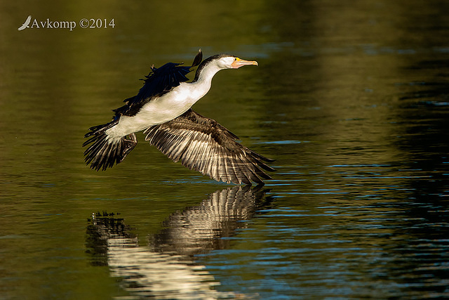 pied cormorant 15296