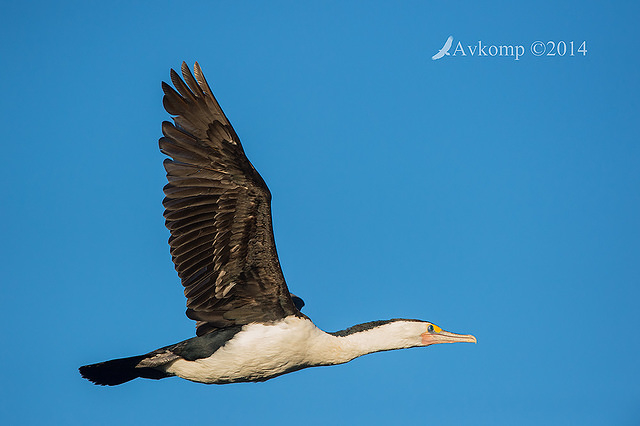 pied cormorant 15545