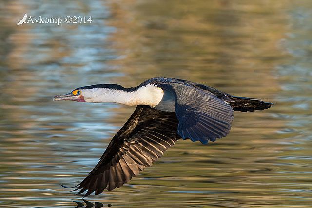 pied cormorant 15607