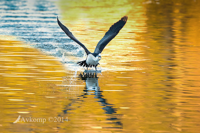 pied cormorant 15616