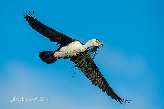 pied cormorant 16048