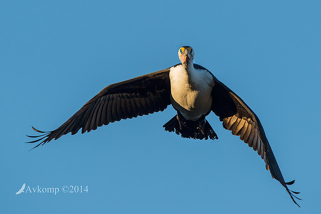 pied cormorant 16070