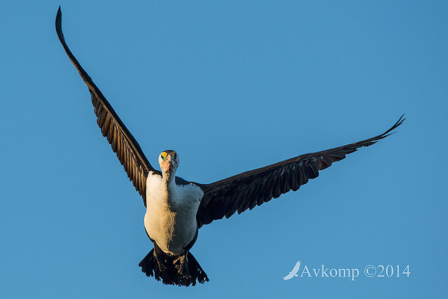 pied cormorant 16071