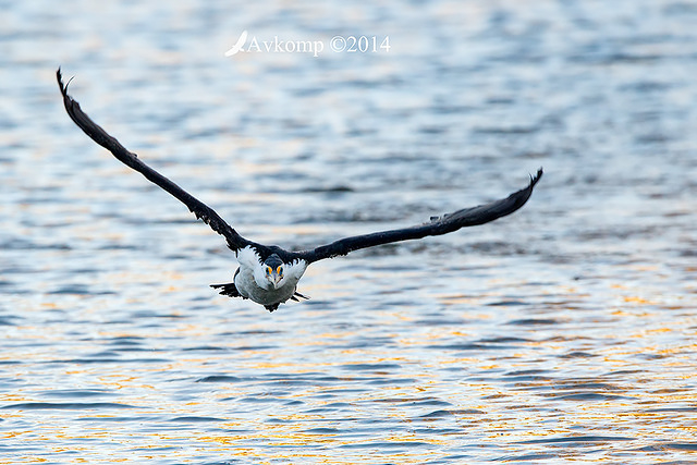 pied cormorant 16073