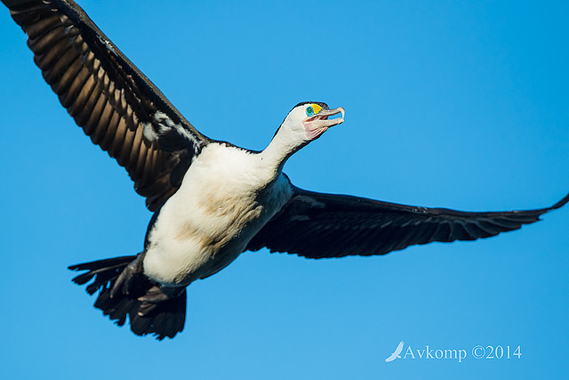 pied cormorant 16168