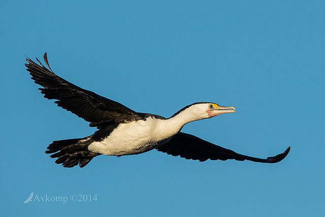 pied cormorant 16391