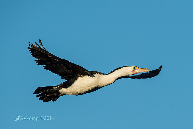 pied cormorant 16393