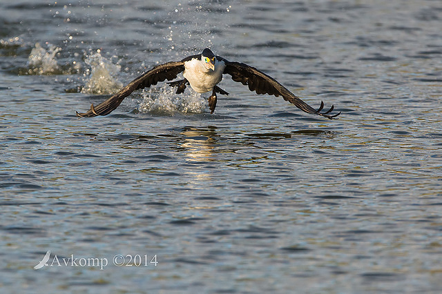 pied cormorant 16404