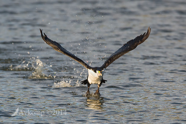 pied cormorant 16405