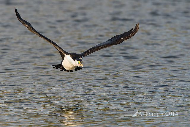 pied cormorant 16406