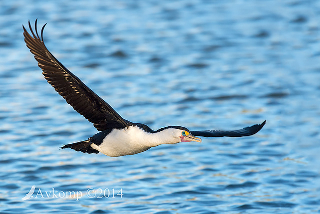 pied cormorant 16459