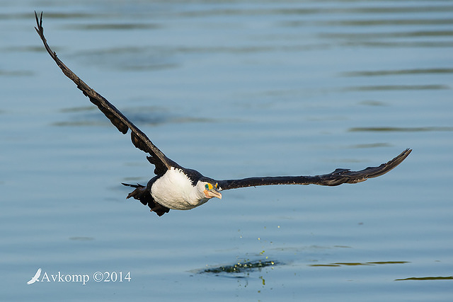 pied cormorant 17661