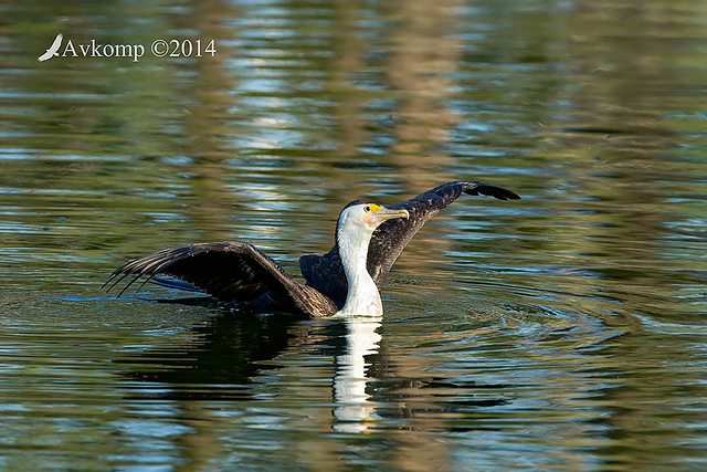 pied cormorant 17663