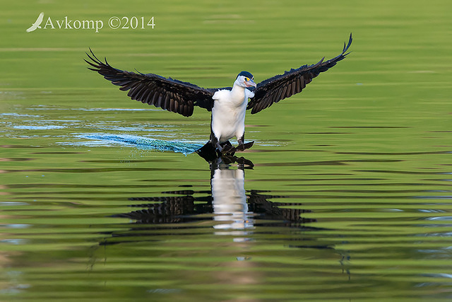 pied cormorant 17674