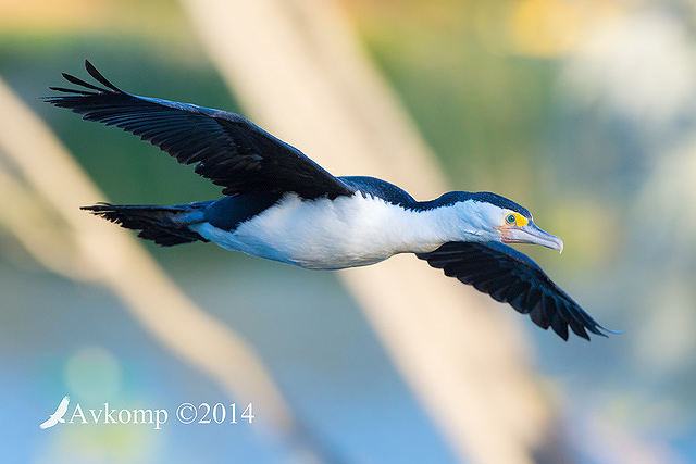 pied cormorant 17844