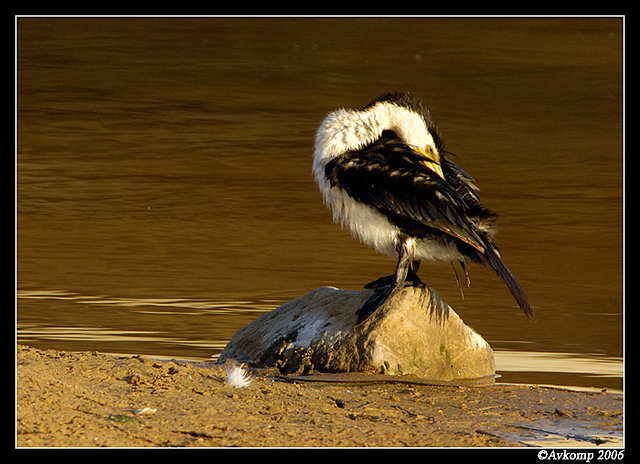 pied cormorant 2