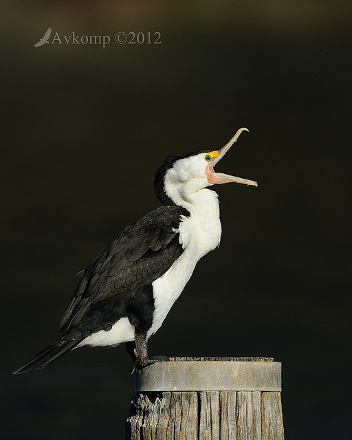 pied cormorant 2475