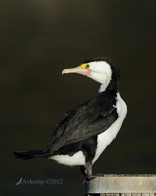 pied cormorant 2477