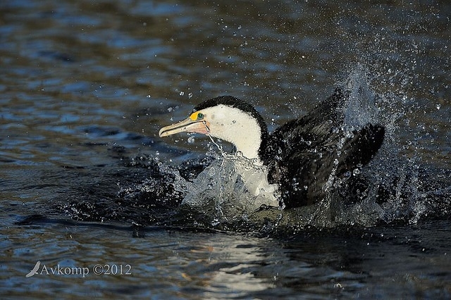 pied cormorant 2480