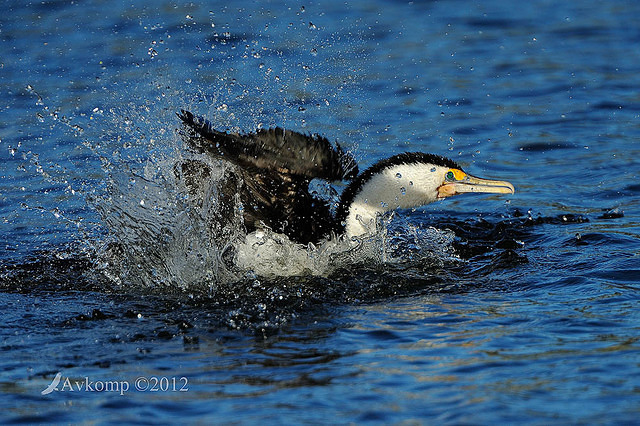 pied cormorant 2482