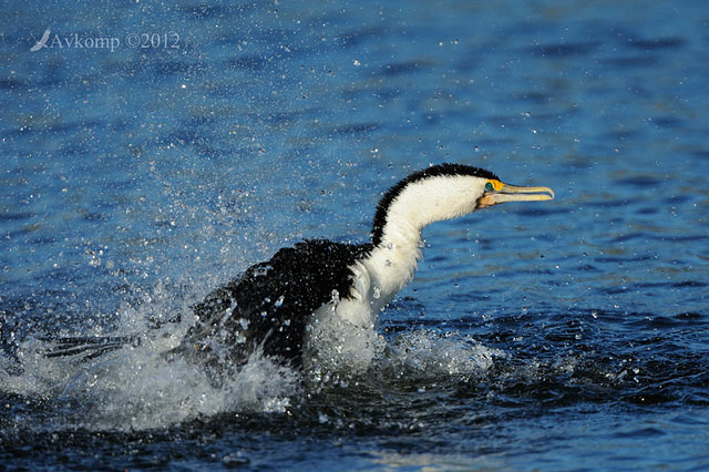 pied cormorant 2484