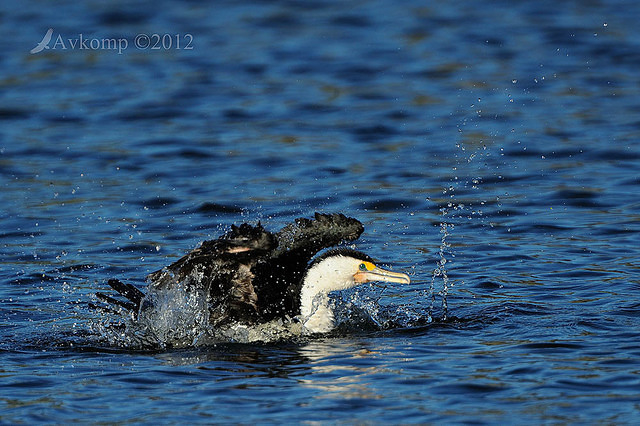 pied cormorant 2485