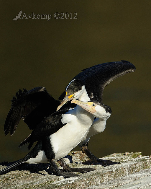 pied cormorant 2498