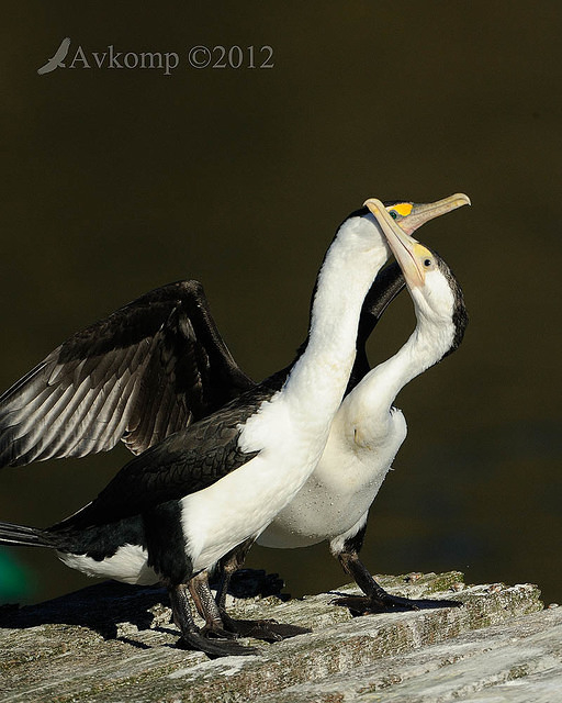 pied cormorant 2500