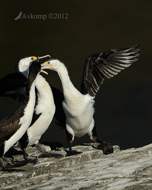 pied cormorant 2503