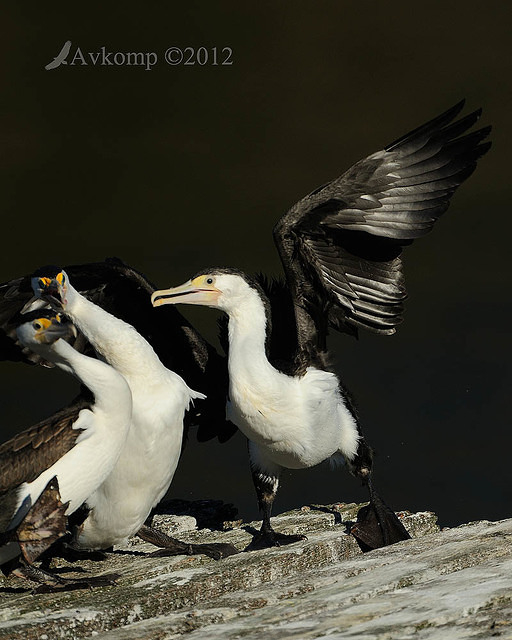 pied cormorant 2505