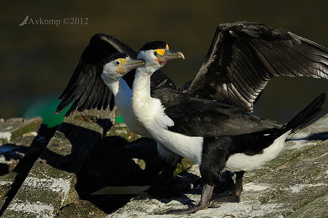 pied cormorant 2506