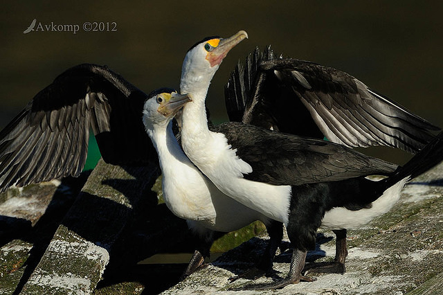 pied cormorant 2508