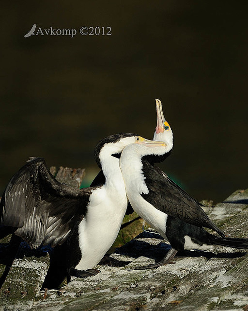 pied cormorant 2514