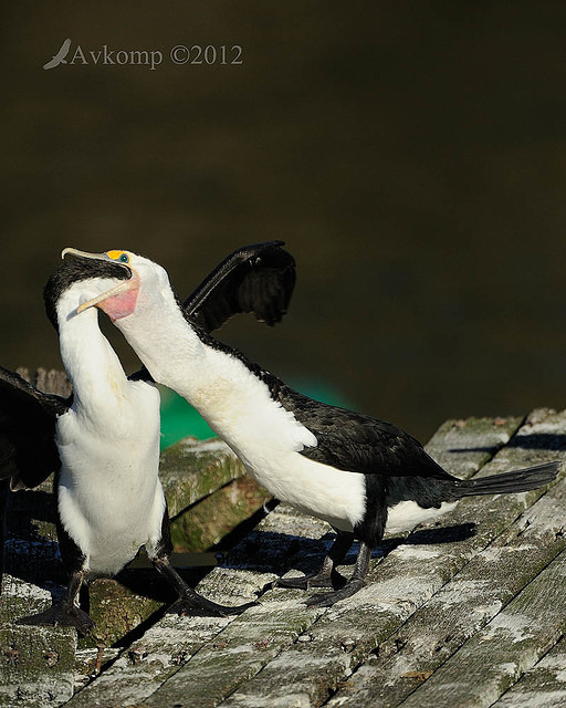 pied cormorant 2521