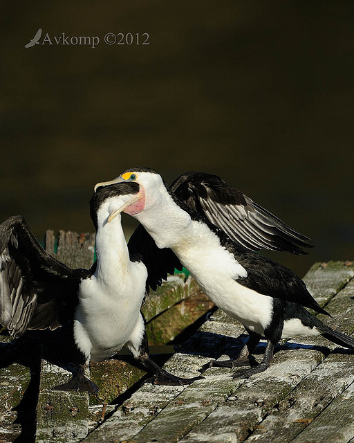 pied cormorant 2523