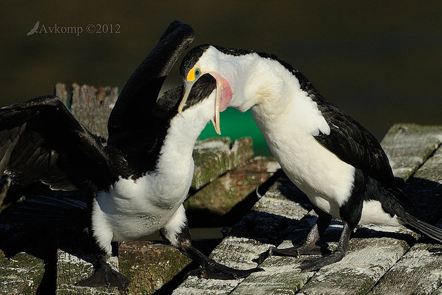 pied cormorant 2524