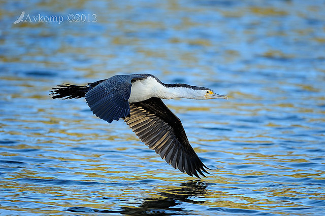 pied cormorant 2548