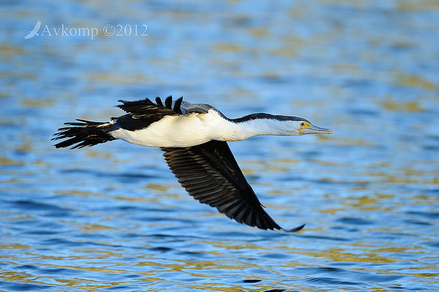 pied cormorant 2549