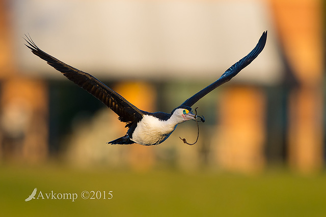 pied cormorant 2844