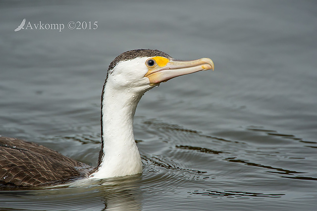 pied cormorant 3018