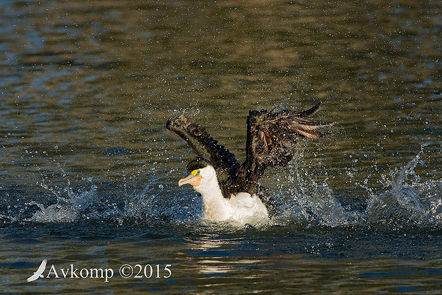 pied cormorant 3878